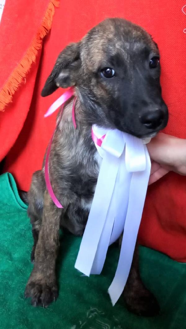 Aki Splendido Cucciolotto Tigrato